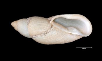 Media type: image;   Malacology 26073 Aspect: apertural